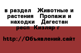  в раздел : Животные и растения » Пропажи и находки . Дагестан респ.,Кизляр г.